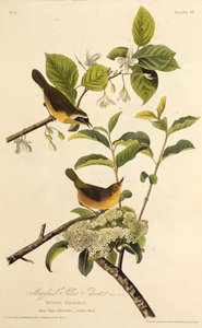 Der Maryland-Waldsänger. Aus Die Vögel Amerikas, 1827-1838 von John James Audubon