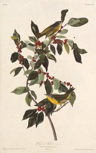 Der Nashville-Waldsänger. Aus Die Vögel Amerikas