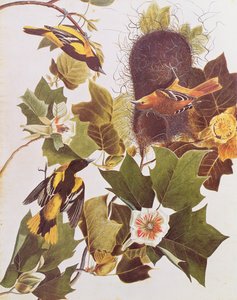 Der Oriole, aus 