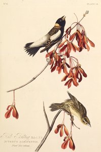 Der Reisvogel. Aus Die Vögel Amerikas, 1827-1838