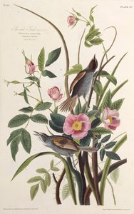 Der Küstenfink. Aus Die Vögel Amerikas, 1827-1838 von John James Audubon