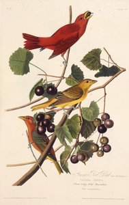 Der Sommer-Rotvogel. Aus Die Vögel Amerikas, 1827-1838