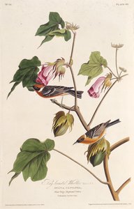Der kastanienseitige Waldsänger. Aus Die Vögel Amerikas, 1827-1838