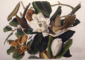 Der Schwarzschnabelkuckuck. Aus Die Vögel Amerikas, 1827-1838 von John James Audubon