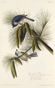 Die schwarzgekrönte Meise. Aus Die Vögel Amerikas, 1827-1838 von John James Audubon