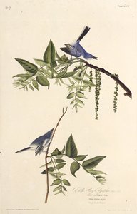 Der blau-graue Mückenfänger. Aus Die Vögel Amerikas, 1827-1838 von John James Audubon