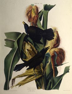 Der gemeine Grackel. Aus Die Vögel Amerikas, 1827-1838