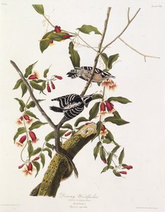 Der Flaum-Specht. Aus Die Vögel Amerikas, 1827-1838 von John James Audubon