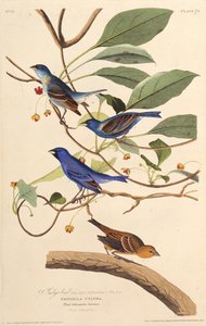 Die Indigovögel. Aus Die Vögel von Amerika, 1827-1838