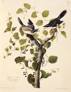 Der Raubwürger. Aus Die Vögel Amerikas, 1827-1838