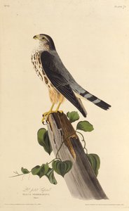 Der Merlin. Aus Die Vögel Amerikas, 1827-1838 von John James Audubon