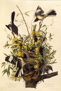Der Spottdrossel. Aus Die Vögel Amerikas, 1827-1838 von John James Audubon