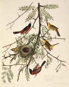 Der Gartenwaldsänger. Aus Die Vögel Amerikas, 1827-1838 von John James Audubon