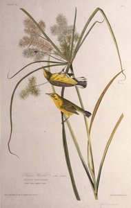 Der Präriewaldsänger. Aus Die Vögel Amerikas, 1827-1838 von John James Audubon