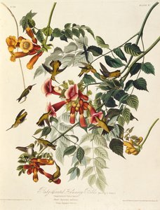 Der rubinkehlige Kolibri. Aus Die Vögel Amerikas, 1827-1838
