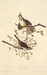 Der Singammer. Aus Die Vögel Amerikas, 1827-1838 von John James Audubon