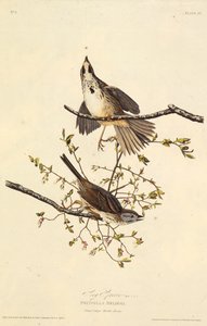 Der Singammer. Aus Die Vögel Amerikas von John James Audubon