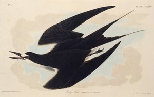 Die Rußseeschwalbe. Aus Die Vögel Amerikas