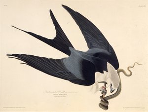 Der Schwalbenschwanzmilan. Aus Die Vögel Amerikas, 1827-1838