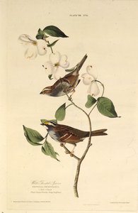 Der Weißkehl-Spatz. Aus Die Vögel Amerikas, 1827-1838 von John James Audubon