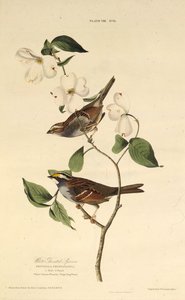 Der Weißkehlspatz. Aus Die Vögel Amerikas, 1827-1838 von John James Audubon