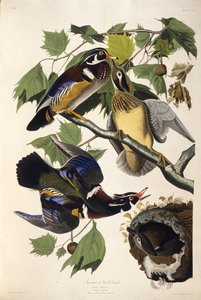 Die Brautente. Aus Die Vögel Amerikas, 1827-1838