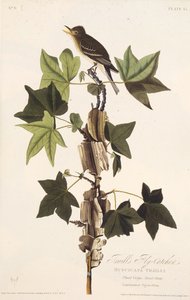 Traills Schnäpper. Aus Die Vögel Amerikas, 1827-1838 von John James Audubon
