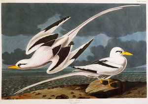 Tropenvogel