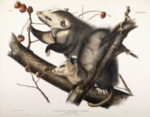 Virginischer Opossum, 1845 von John James Audubon