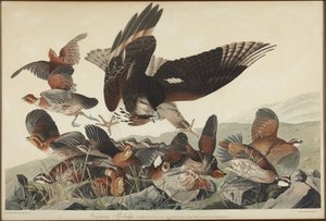  von John James Audubon