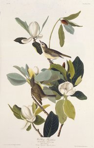 Warbling Flycatcher. Aus Die Vögel Amerikas