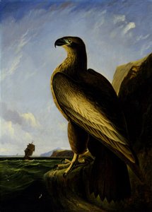 Washington Seeadler von John James Audubon