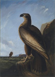 Washington Seeadler von John James Audubon