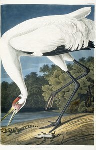 Schreikranich, erwachsenes Männchen, 1834