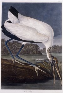 Waldstorch