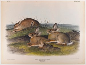 Wermut-Hase von John James Audubon