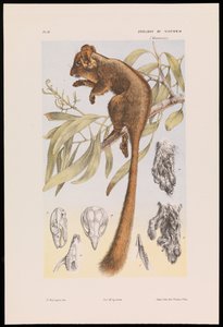 Leadbeater-Kusu, Gymnobelideus leadbeateri