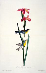 Blau-Gelb-Rücken-Waldsänger, aus Birds of America, graviert von Robert Havell (1793-1878)