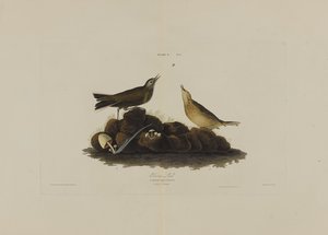 Braunlerche, aus Birds of America, graviert von Robert Havell (1793-1878)