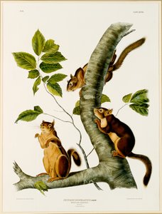 Douglas-Eichhörnchen, aus dem Folio Die lebendgebärenden Vierfüßer Nordamerikas, veröffentlicht 1845, 1844 von John James after Audubon