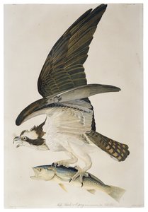 Fischadler oder Osprey, Lithographie von Julius Bien, 1860