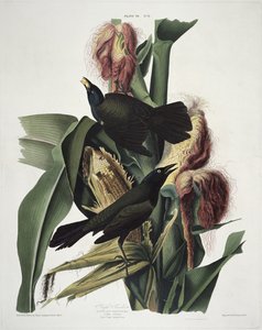 Der Purpur-Grackel, aus Birds of America, graviert von Robert Havell (1793-1878)