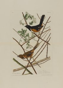 Towhe-Ammer, aus Birds of America, graviert von Robert Havell (1793-1878) von John James after Audubon
