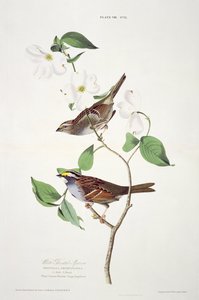 Weißkehlammer, aus Birds of America, graviert von Robert Havell (1793-1878)