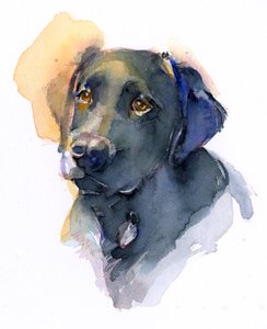 Schwarzer Labrador
