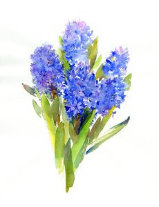 Blaue Hyazinthe von John Keeling