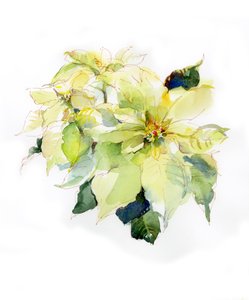 Weiße Weihnachtssterne, 2014 von John Keeling
