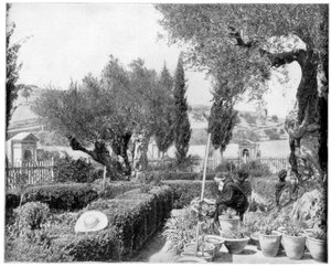 Der Garten von Gethsemane, Palästina, Ende 19. Jahrhundert