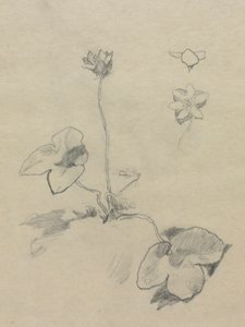 Anemone von John La Farge