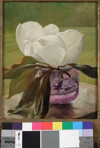 Magnolienblüte
